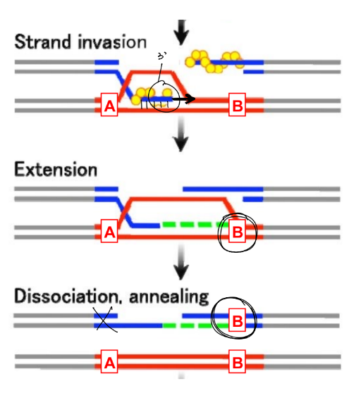 <p><strong>SDSA is directional</strong>, meaning that the <u>3’ overhang that initiates repair</u> will <u>determine which sequences in the repair template are included</u></p><p>in this “ “ case, <u>mut. B is incorporated</u> b/c it’s <u>downstream </u>(and the <mark data-color="blue" style="background-color: blue; color: inherit;">3’ end that anneals will extend via DNA pol in the 5’ → 3’ direction to include that mutation B</mark>), and mut. A is not incorporated b/c is upstream of the 3’ end repairing the DNA break</p>