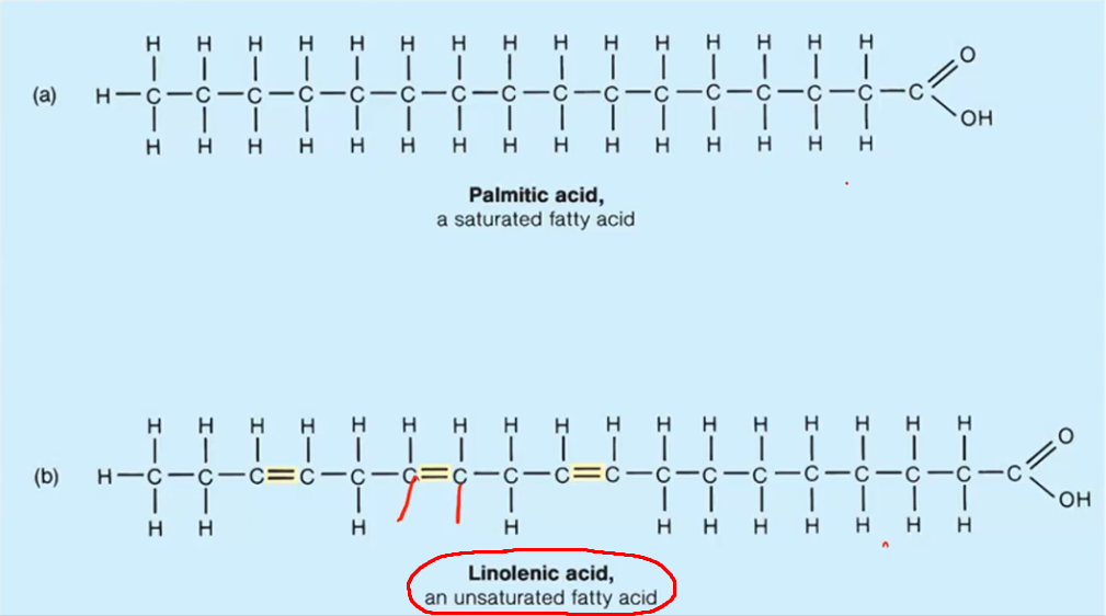 <p>A fatty acid where some carbons lost hydrogens, causing neighboring carbons to form a double bond with each other.</p>