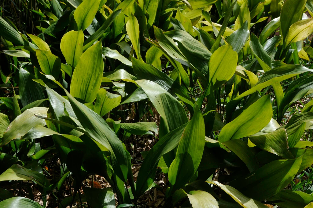 <p>Aspidistra elatior</p>