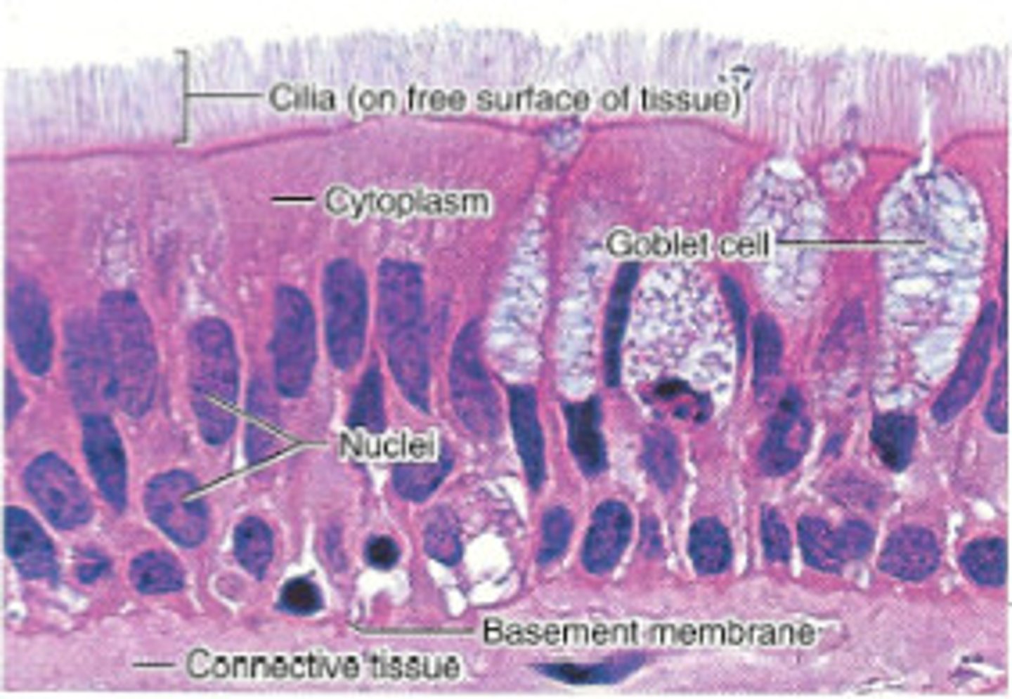 <p>know goblet cells</p>