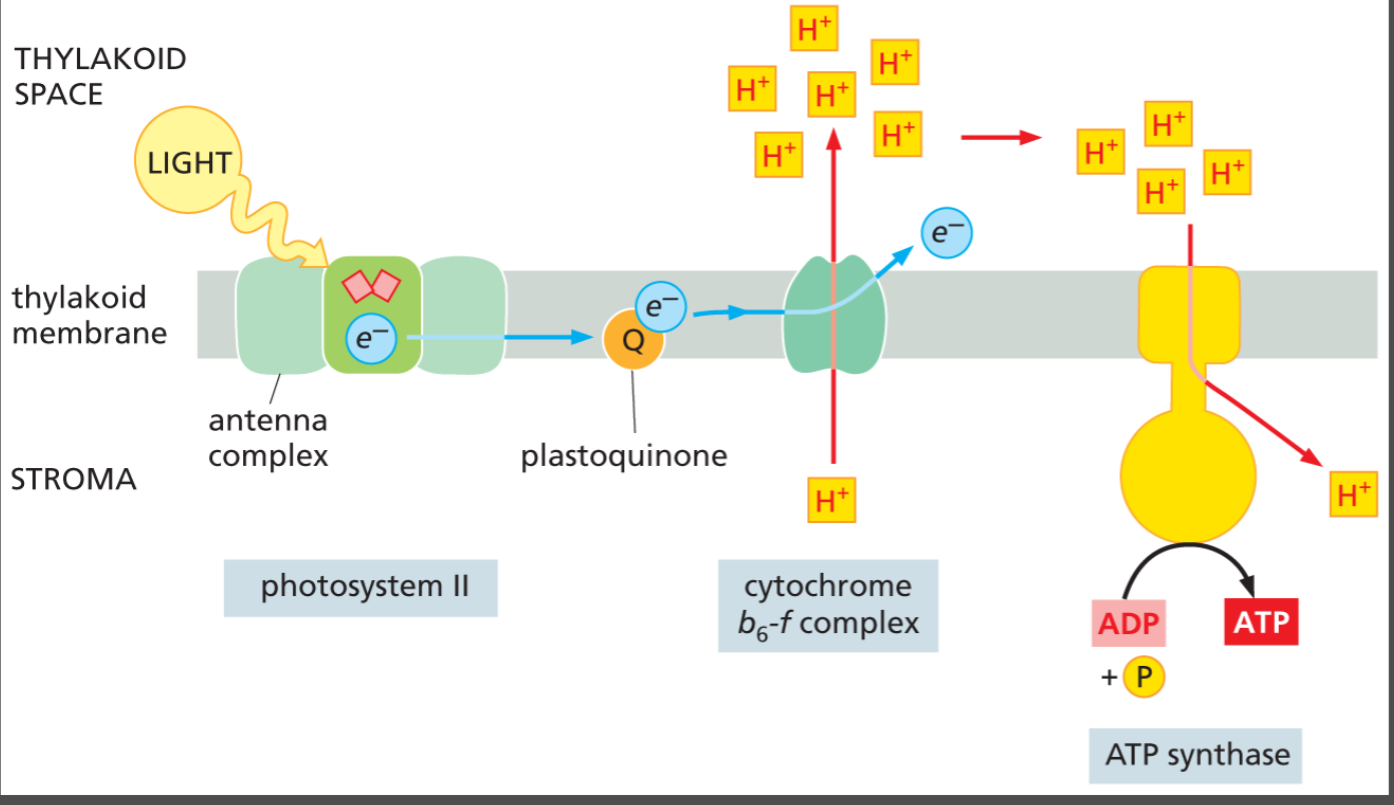 <p>a mobile electron carrier in thylakoid membrane that accepts electrons from PSII rxn center and then passes them to cytochrome b6-f complex (proton pump).</p>