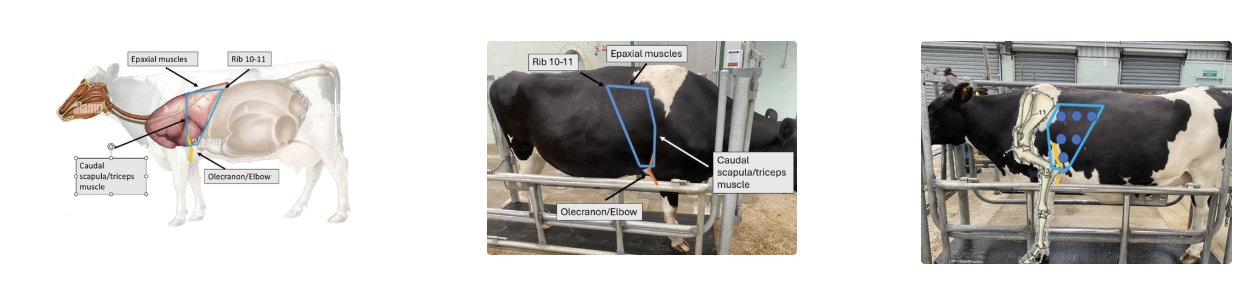 <p><u>Difficulty:</u> Reduced auscultation field due to interference of noise from GI caudally, depth of thoracic process muscles dorsally, shoulder muscles cranially and heart ventrally</p><p><u>Location:</u> Bordered by the caudal scapula/triceps cranially, line from rib 10 - 11 → olecranon caudoventrally and epaxial muscles dorsally</p><ul><li><p>Listen to dorsal, mid and ventral aspects</p></li><li><p>Place stethoscope between triceps and chest wall to access more cranial regions = Important for right cranial lung lobe (1st lobe off tracheal bronchus)</p></li></ul><p><u>Example:</u> <span>Soft bronchovesicular sounds are auscultated, no crackles or wheezes can be heard.</span></p>