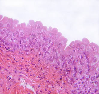<p>what is this tissue?</p>