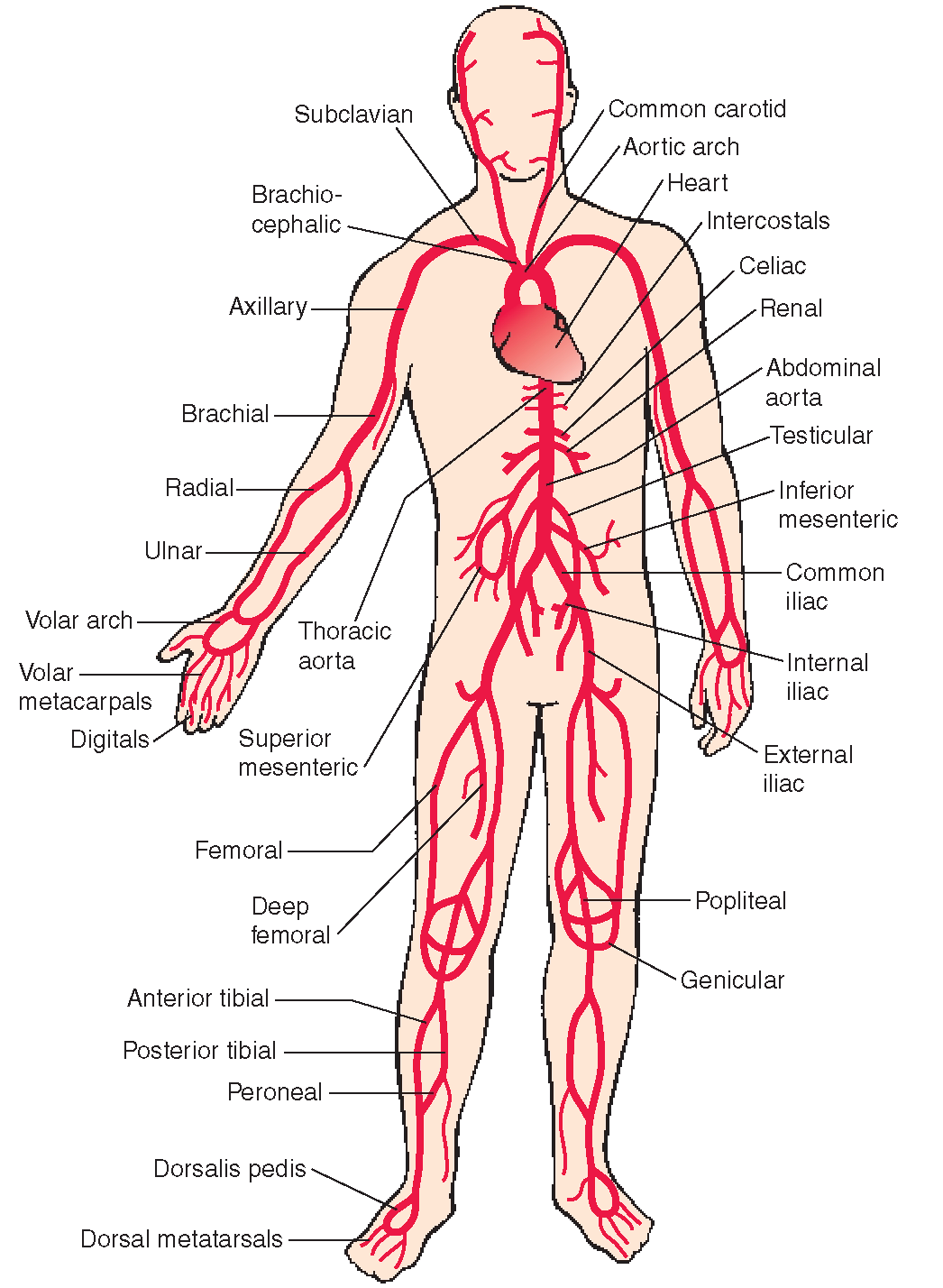 <ul><li><p>immediately after the aorta leaves the left ventricle, it goes to the right and and left coronary artery </p></li><li><p>orifices of these two arteries lie deep in the pockets formed by two of the aortic valve cusps </p></li></ul><p></p>