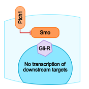 <p><span>Ptch1 inhibits Smoothened allowing Gli activators (A) to be processed into Gli repressors (R)</span></p>