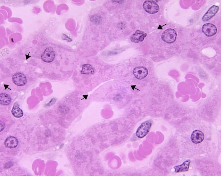 <p>Identify the Organ and Structures?</p>