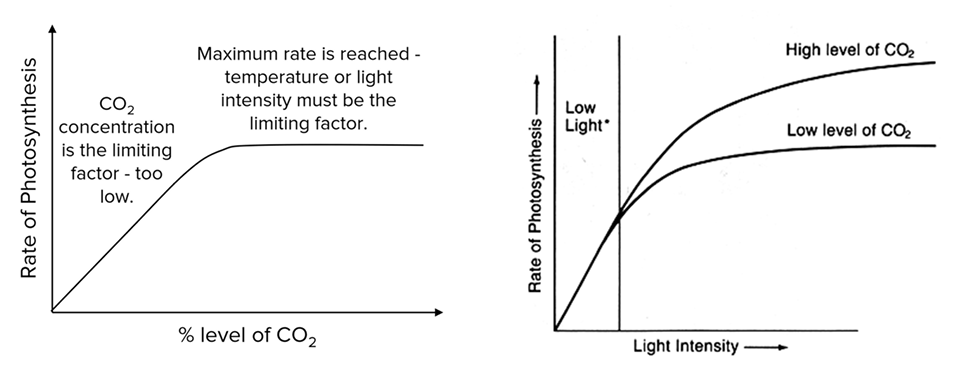 <ul><li><p>CO<sub>2</sub> is required for carbon fixation during dark reaction</p></li><li><p>CO<sub>2</sub> concentration is a major limiting factor in photosynthesis since its concentration in the atmosphere is about 0.04%</p><ul><li><p>as carbon dioxide concentration increases, the rate of synthesis of carbohydrates via dark reaction / Calvin Cycle increases until limited by other factors</p></li><li><p>[FYI] however, increased atmospheric CO<sub>2 </sub>may result in fewer stomata formed</p></li></ul></li></ul><p></p>