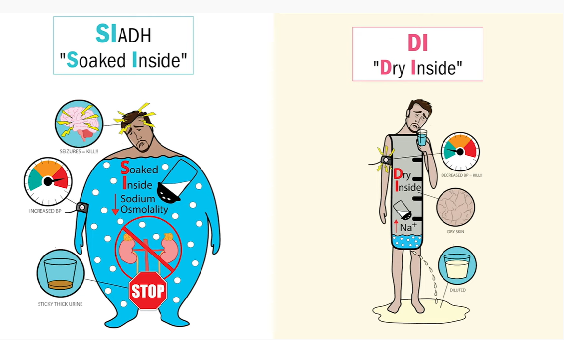 <p>syndrome of inappropriate ADH (SIADH) (definition)</p>