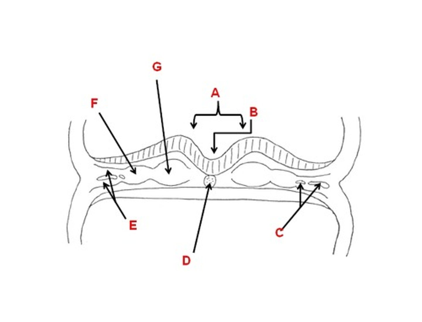 <p>forms somites</p><p>(structure g)</p>