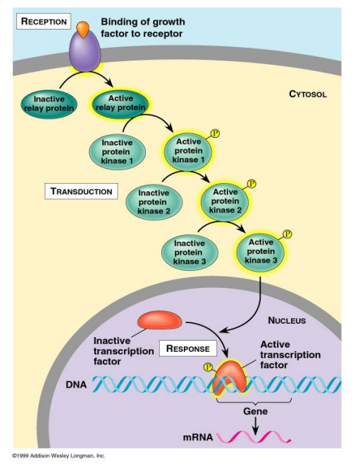 <p>example: binding of adrenaline to receptor results in activation of cAMP and PKA</p><ul><li><p>some of the PKA enters the nucleus and activates CREB (cAMP Response Element Binding protein)</p></li><li><p>once activated, CREB binds DNA and stimulates transcription of specific genes</p></li><li><p>alteration in protein production</p></li></ul><p></p>