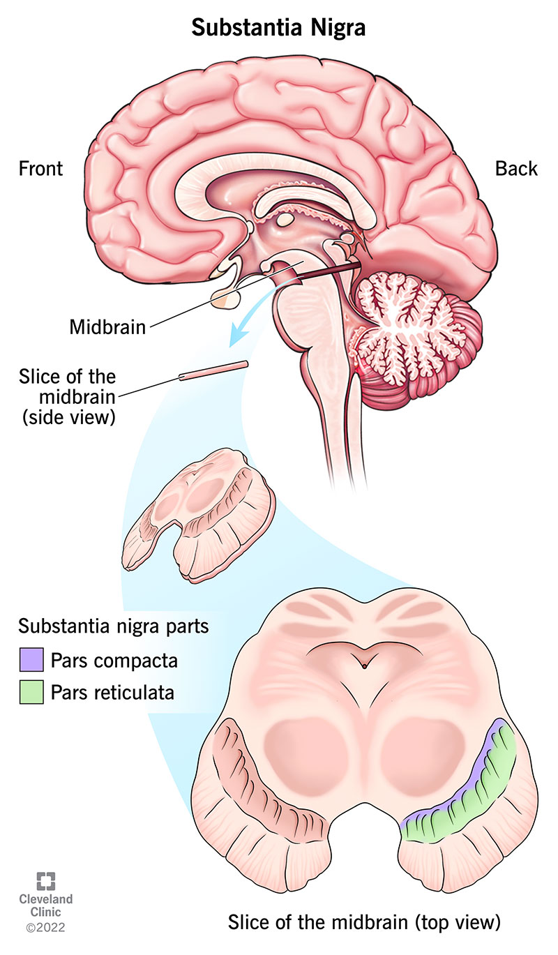 <p>Adjacent to tegmentum; dopaminergic neurons with melanin; projects mainly to neostriatum, less to globus pallidus and subthalamic nucleus</p>