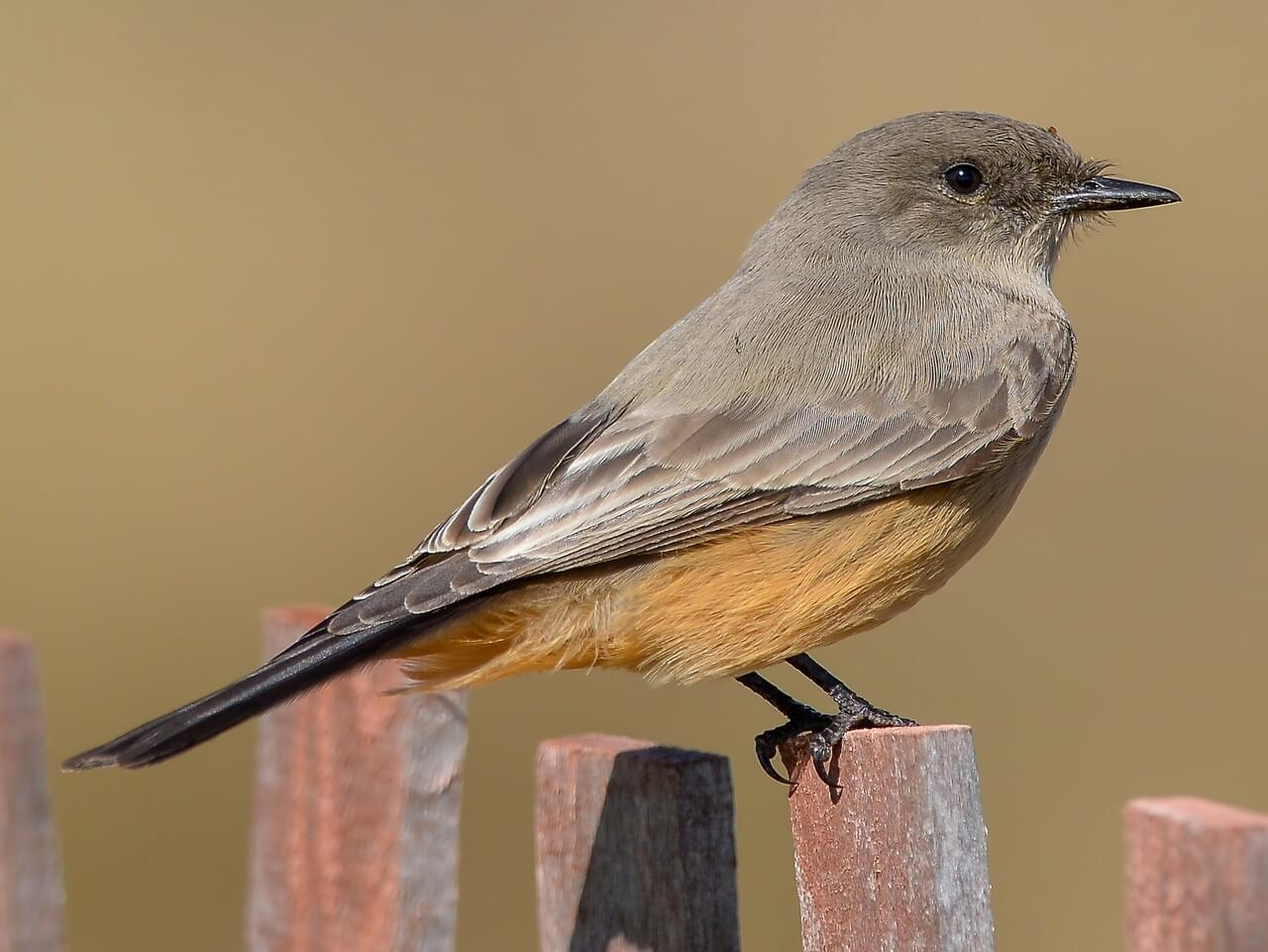 <p>Say's phoebe</p>