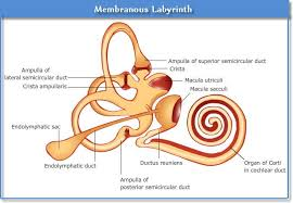 <p>inner ear</p><p>endolymph filled</p>