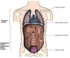 <p>The cavity that contains the lungs, heart, and major blood vessels.</p>