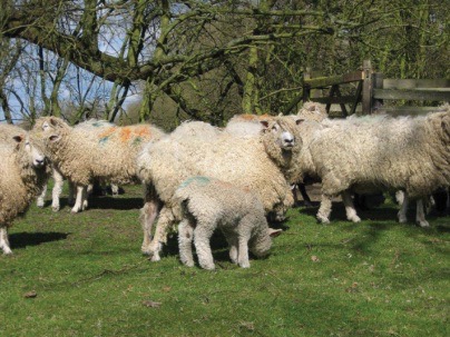 knowt flashcard image