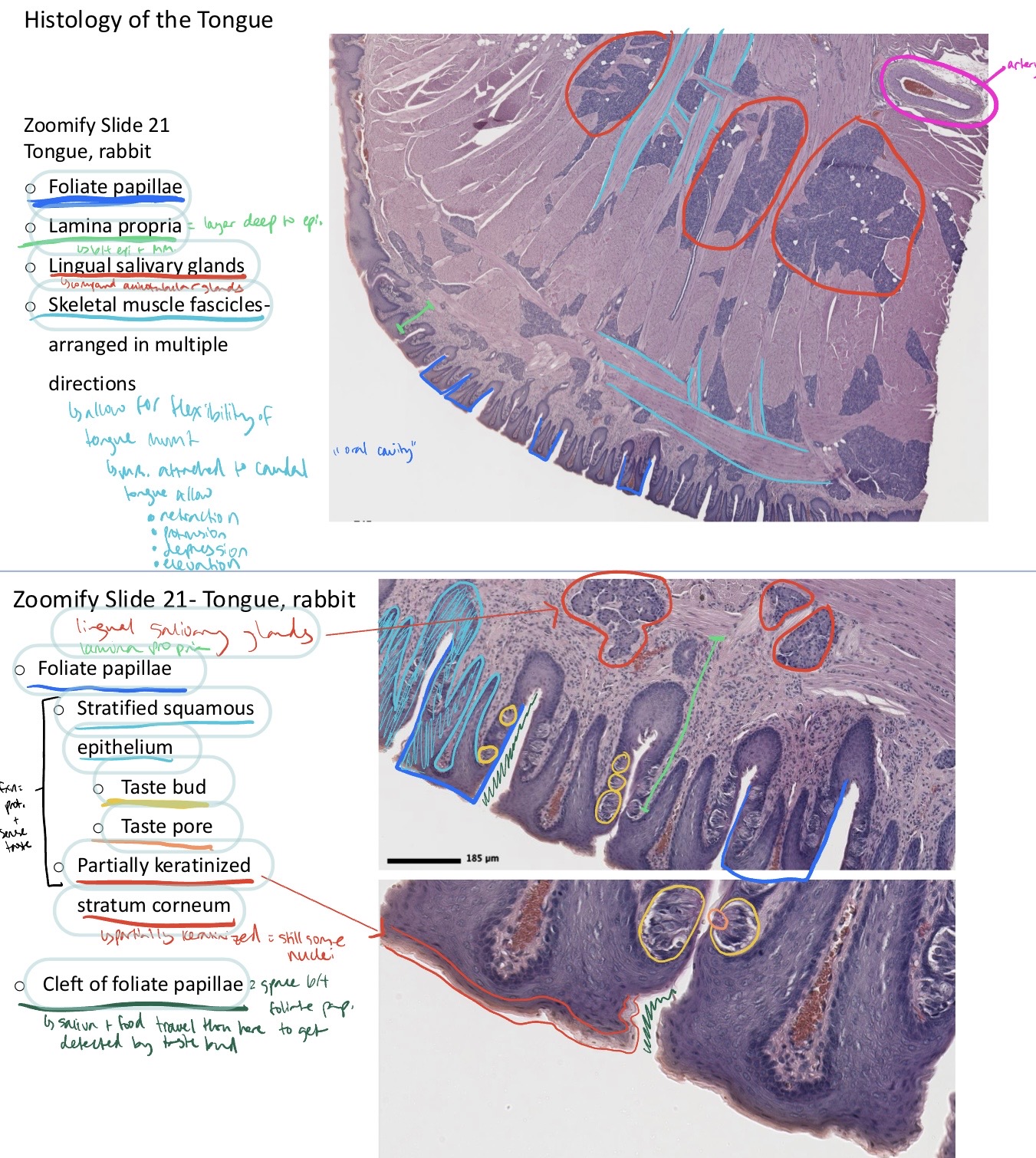 knowt flashcard image