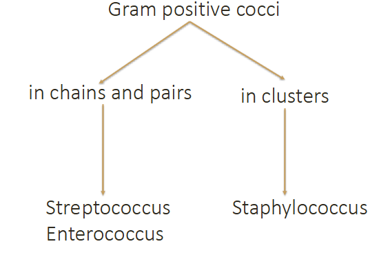 <p>GRAM POSITIVE COCCI:</p><p>- In chains and pairs means streptococcus or enterococcus</p><p>- in clusters means staphylococcus</p>