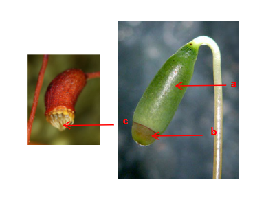 <p>This is a moss sporophyte. The spores are dispersed in ______ conditions when peristome teeth retract.</p>