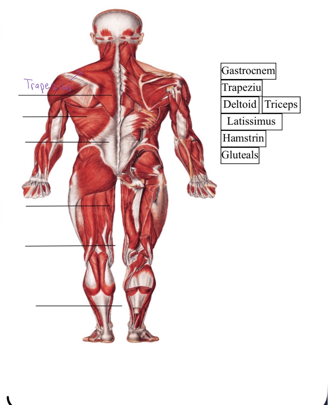 knowt flashcard image