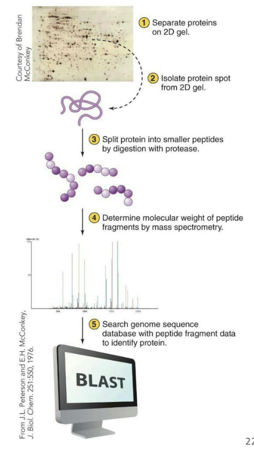 <ul><li><p><strong><em>Mass spectrometry</em></strong> can be used to determine amino acid sequences of portions of the polypeptides from 2D-PAGE</p></li><li><p>Spots are first extracted from the gel and then digested into smaller fragments using proteases</p></li><li><p>The fragments are analyzed by mass spectrometry to determine the amino acid sequence based on individual <strong><em>mass-to-charge</em></strong> ratios</p></li><li><p>Comparison of sequence to known protein sequences can help determine identity</p></li></ul><p></p>