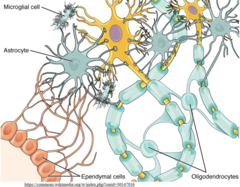 <p>glial cells</p>