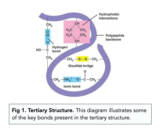 <p><span style="background-color: transparent;">functional groups of <strong>R-groups <u>interact</u></strong>, forming a <strong>three-dimensional, globular</strong> structure</span></p><p><br><span style="background-color: transparent;">Possible bonds between R-groups:</span></p><ul><li><p><span style="background-color: transparent;">Hydrophobic interactions</span></p></li><li><p><span style="background-color: transparent;">Hydrogen bonds&nbsp;</span></p></li><li><p><span style="background-color: transparent;">Ionic bonds&nbsp;</span></p></li><li><p><span style="background-color: transparent;">Covalent bonds (disulfide bridges)</span></p></li></ul><p><br><br></p>