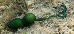 <p>- Females 1.5m, males 3mm</p><p>- Female body is walnut sized and covered with papillae</p><p>- Proboscis only extended at night when the two lobes at the end collect organic particles from the bottom. </p><p>- Can reach 100 cm</p>