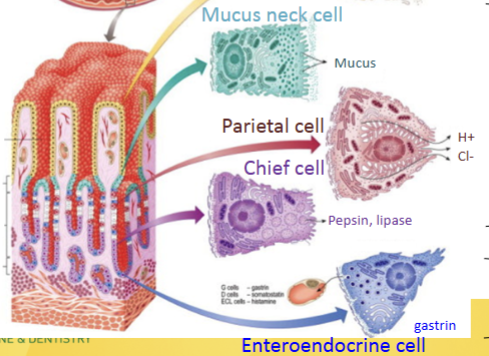 <p><strong>Surface </strong>and mucus <strong>neck </strong>cells = mucus secretion; <strong>Parietal </strong>cell = HCl secretion; <strong>Chief </strong>cell = Pepsin and lipase secretion (active only at low pH = stomach environment); <strong>Enteroendocrine </strong>cell = Gastrin release</p>