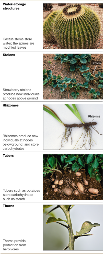 <p>Modified Stems</p>