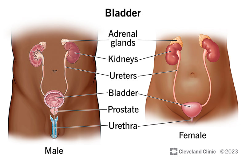 <p><strong>urinary bladder</strong></p>