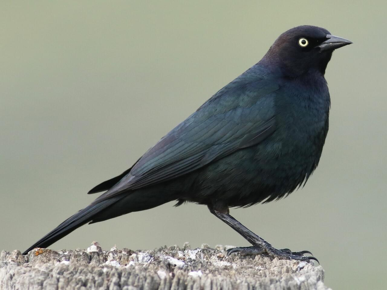 <p>Brewer's blackbird</p>