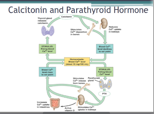 <ul><li><p>when calcium in the blood is too high, </p></li><li><p>calcitonin (from the thyroid gland) stimulates the uptake of calcium into bones </p></li><li><p>and decreases kidney uptake from urine, </p></li><li><p>thus lowering its concentration in the blood</p></li></ul><p></p>