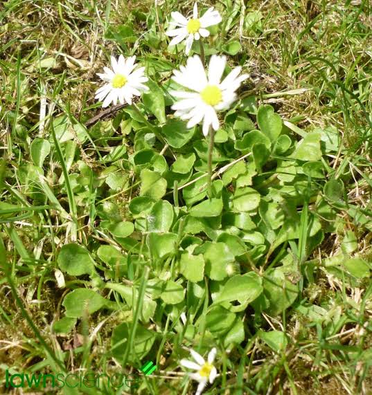 <p>Bellis perennis: evergreen, deciduous or what?</p>