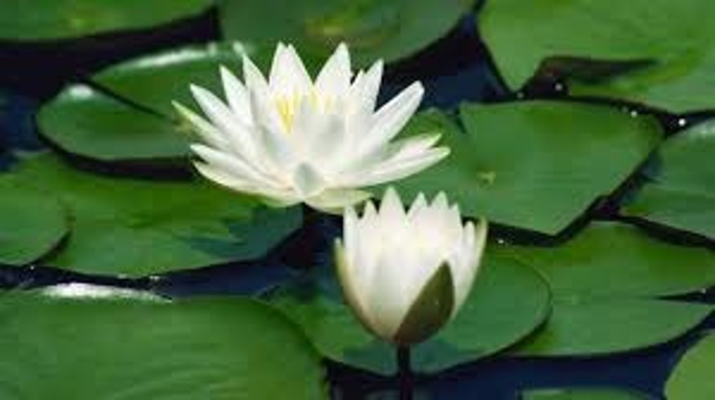 <p>un nénuphar</p>
