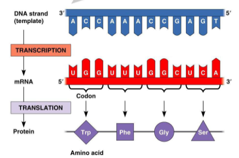 <p>uracil</p>