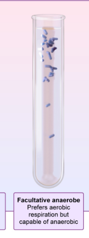 <p>Prefers aerobic respiration but capable of anaerobic</p>