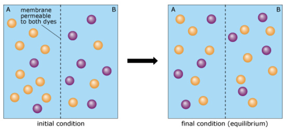 <p>When is this true? There is no net movement of purple dye. </p>