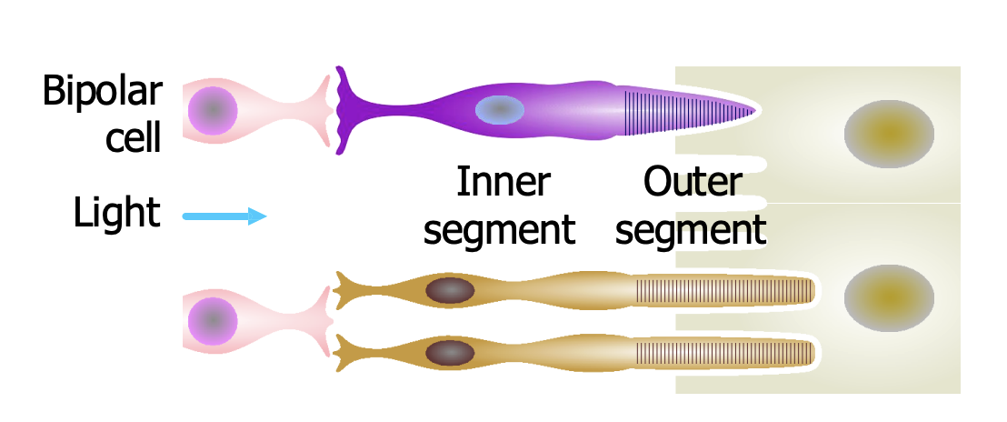 <ul><li><p>In the <strong><u>outer segment</u></strong>, the <strong>membrane</strong> folds into disk-like layers which contain the <strong><em>visual pigments that respond to light. </em></strong></p></li><li><p>In the <strong><u>inner segment</u></strong> are the <strong>nucleus</strong> and <strong>organelles</strong> for protein synthesis; and in a <strong>basal layer</strong> (base of the photoreceptor cell), a synapse that releases <strong><em>glutamate</em></strong>. </p></li><li><p>Both receptor types point toward the back of the eye.</p></li></ul><p></p>
