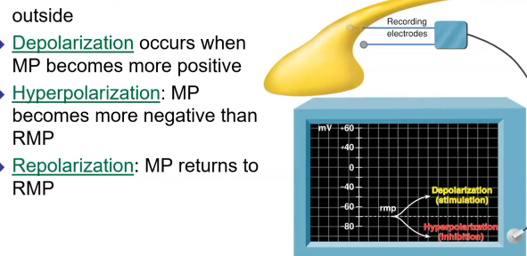<p>The membrane potential returns back toward rest. It can only occur after the cell has been depolarized or hyperpolarized.</p>