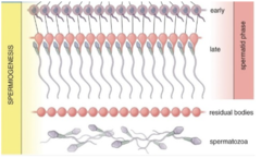 <p>What is spermiogenesis?</p>