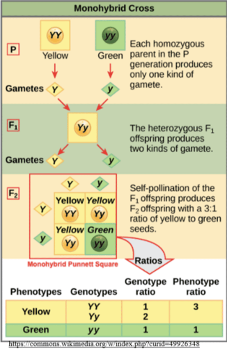 <p>1:2:1 for XX : Xx : xx</p>