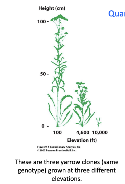 <ul><li><p>Quantitative traits are determined by a combined <strong>influence of the genotype at many loci, and the environment! </strong></p></li><li><p>For any given individual – no way to estimate how much of the phenotype is due to a specific factor (G or E) </p></li><li><p>Instead, we ask – <strong>what proportion of the phenotypic variation in a population is due to a specific factor?</strong></p></li></ul><p></p>