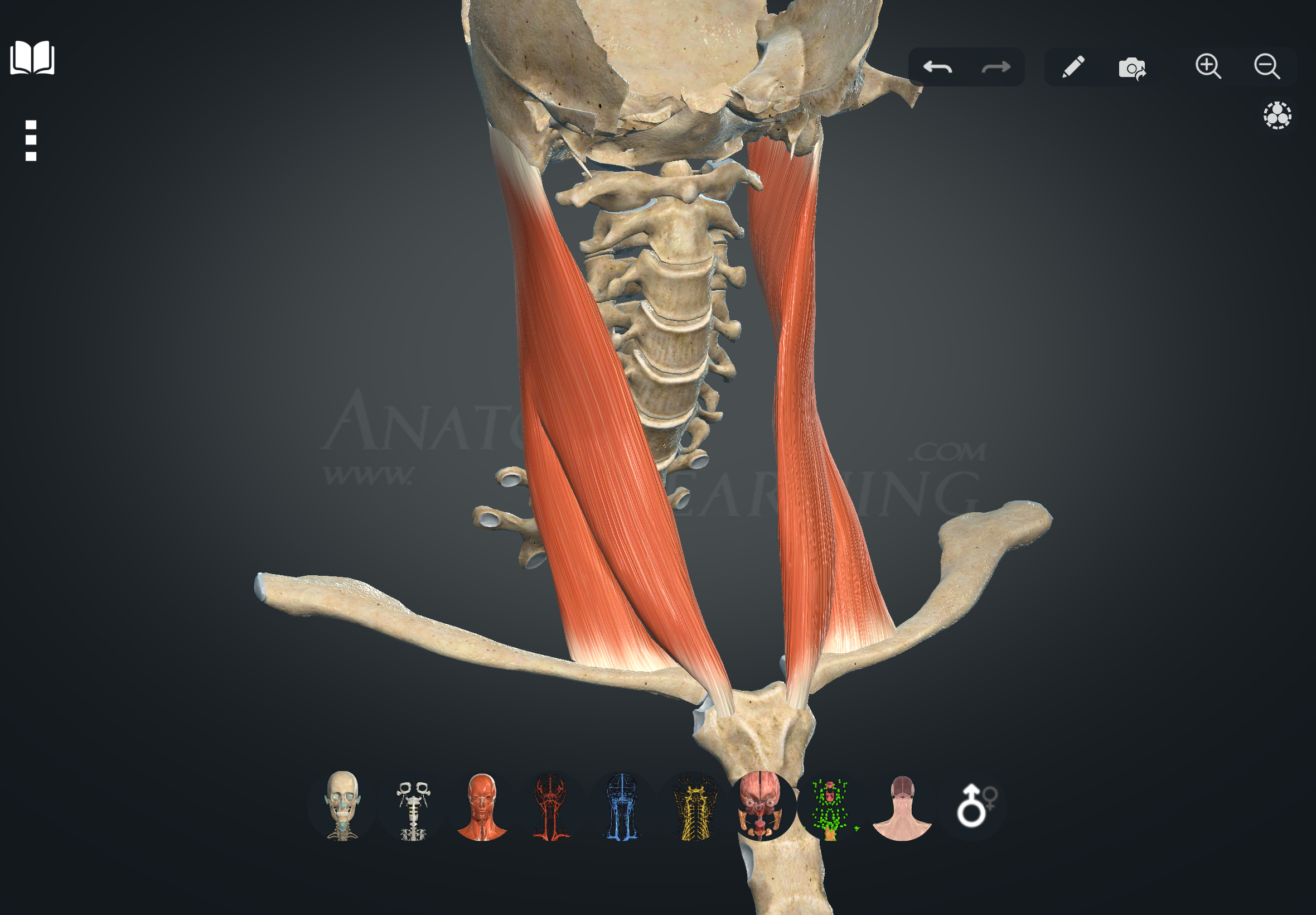 term image