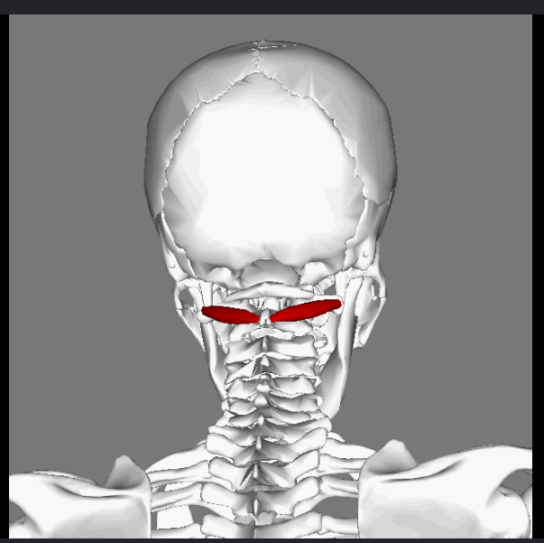 <p>O: Spinal process of C2</p><p>I: Transverse process of C1</p><p>N: Suboccipital nerve</p><p>Fx: Rotates the head</p>