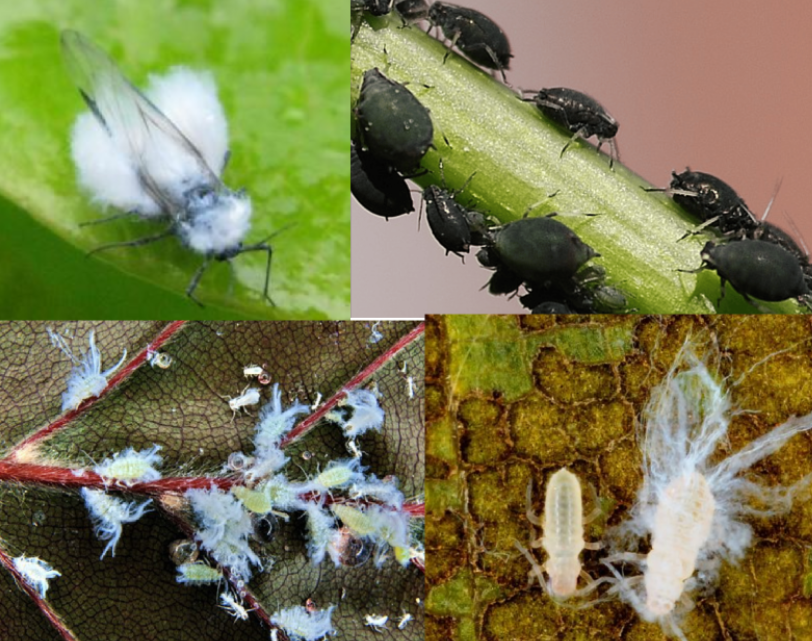 <p>* znát hálky hálkotvorných druhů</p><p>(mladé výhonky buků, 1-2 mm dlouhá) Netvoří hálky</p>