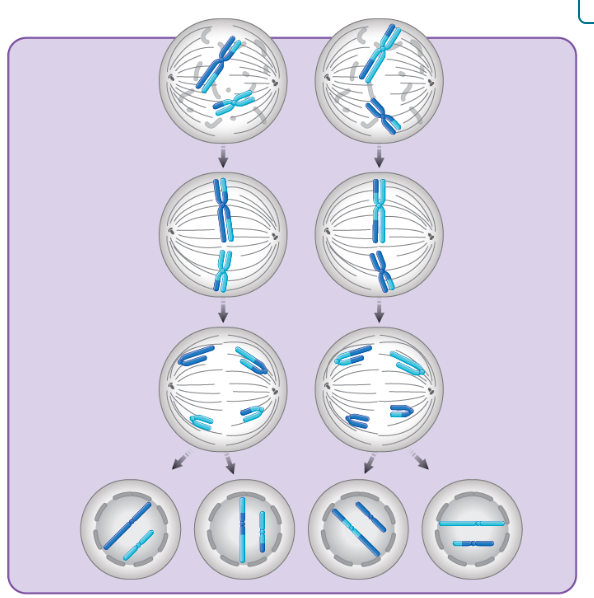 <p>does this depict mitosis, meiosis I, or meiosis II?</p>