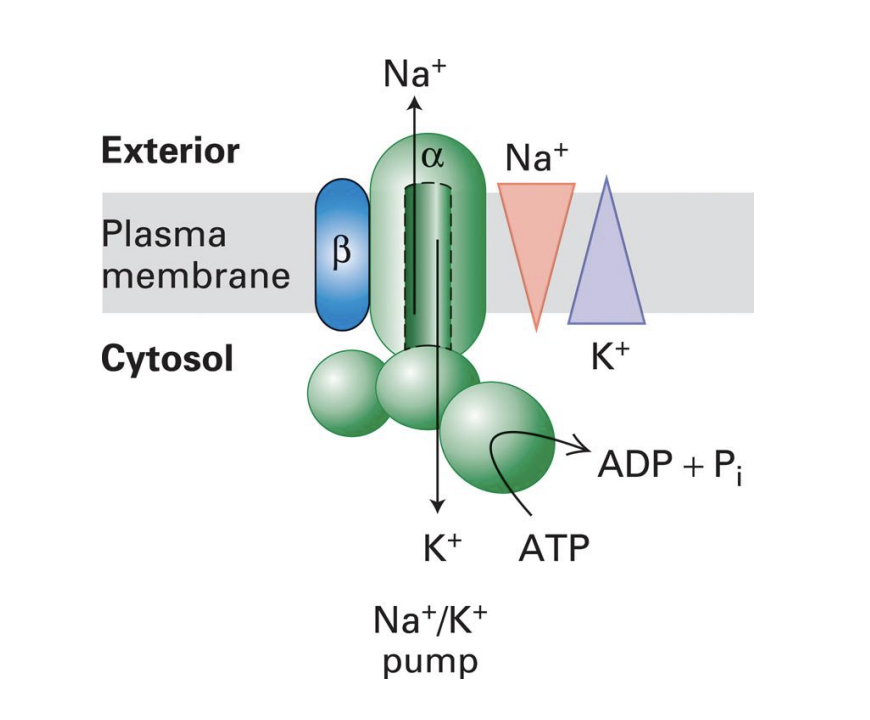 <p></p><p>P-class examples:</p><ol start="2"><li><p><em>Na+/K+ </em><span style="background-color: transparent;"><em>Pump</em></span> = moves Na+ <strong><u>against</u></strong> gradient, and moves K+ <strong><u>against</u></strong> gradient</p><ul><li><p>maintains <strong><u>membrane potential</u></strong></p></li><li><p>Na+/K+ move in <strong><u>opposite</u></strong> directions</p></li><li><p>contains <strong><u>3</u></strong> Na+-binding sites and <strong><u>2</u></strong> K+-binding sites</p></li></ul></li></ol><p></p>
