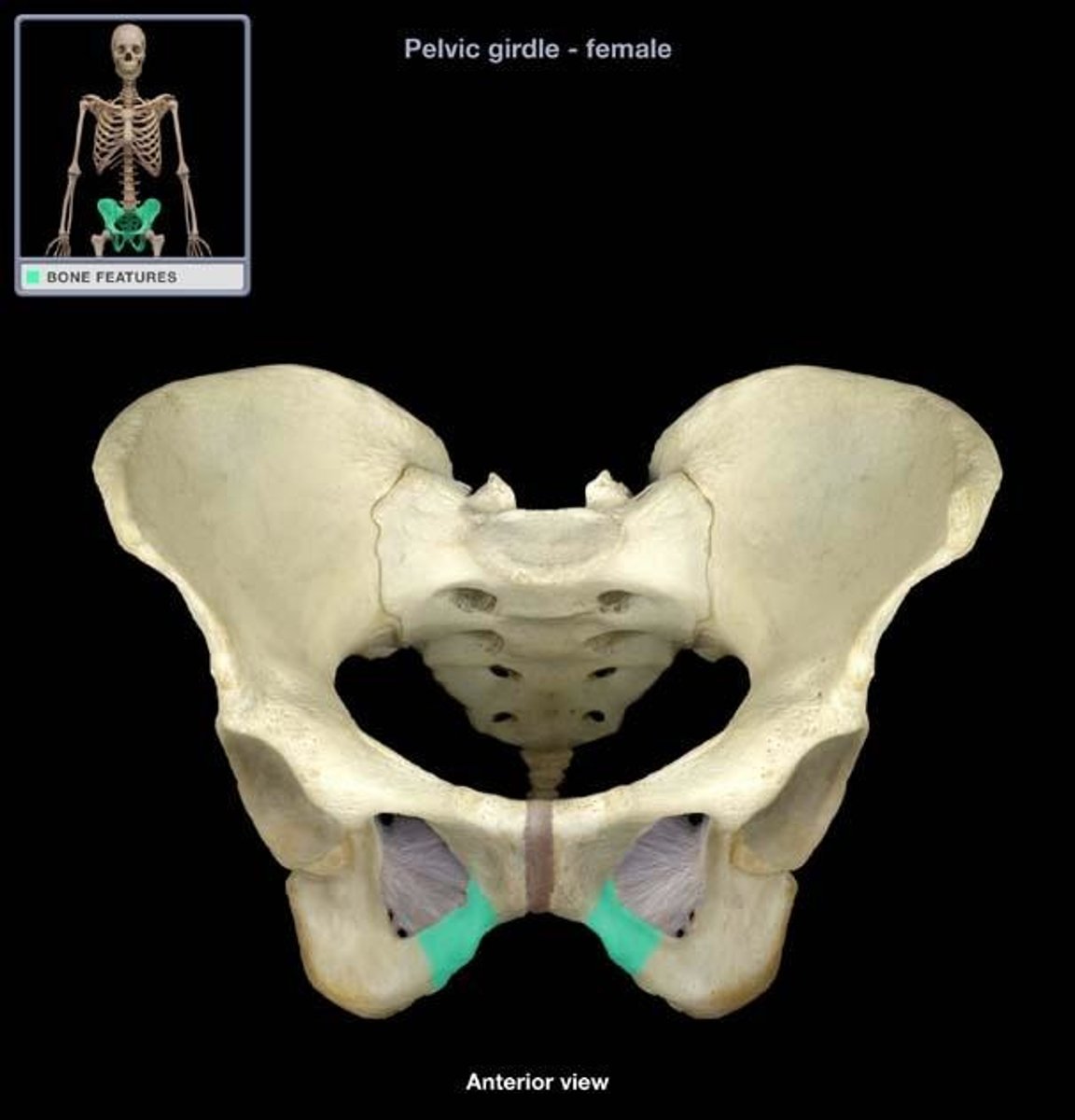 <p>what does the inferior ramus of the pubis help from? </p>