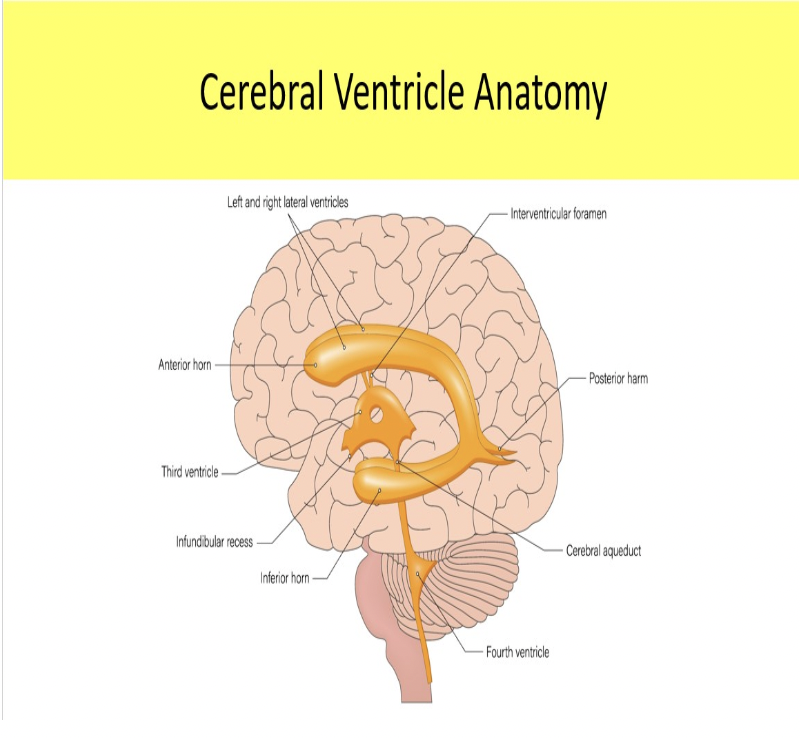 <p>B. 3rd and 4th ventricles</p>