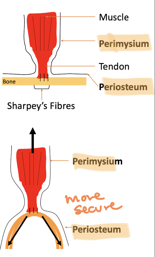 <p>How muscle attaches to bone</p><p>attaches more securely to edges, making fenestration favorable</p>